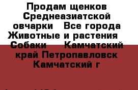 Продам щенков Среднеазиатской овчарки - Все города Животные и растения » Собаки   . Камчатский край,Петропавловск-Камчатский г.
